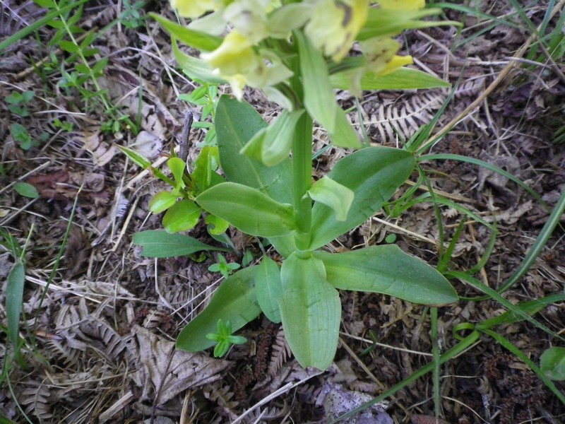 E'' la solita orchidea?